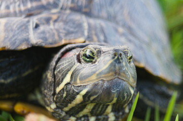 Obraz premium ミシシッピアカミミガメ（ミドリガメ）