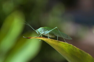 Green cricket grasshopper seen up close posed on leaf in rainforest.