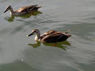 川で泳ぐマガモのアップ