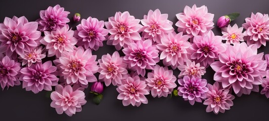 Blooming flowers spring banner - Colorful pink dahlia, isolated on dark background table, top view (Generative Ai)