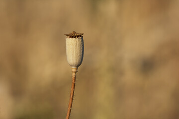 poppy capsule in the field