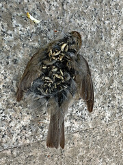 Vogel mit Maden