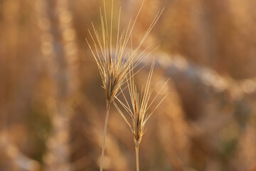 dry grass in the sunset light