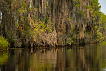 Obraz premium swamp landscape in the Okefenokee National Wildlife Refuge in Georgia