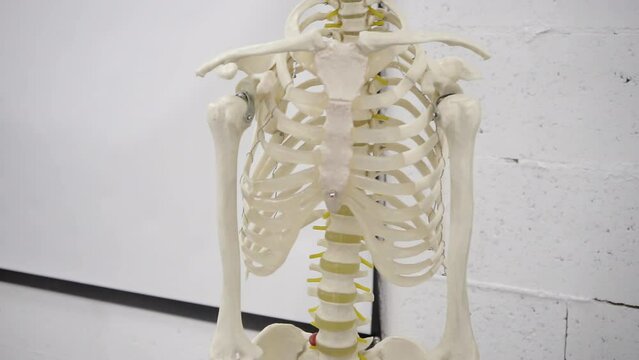 Anatomical Human Skeleton, Skull and chest with Ribs in Medical Maneken Concept, HD B-Roll footage