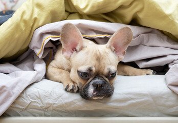 A bulldog dog lying in bed under a blanket with a sad look absent-mindedly looking away.