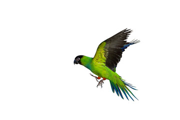 Beautiful of Nandy parakeet flying isolated on transparent background png file