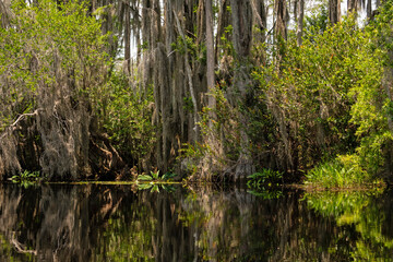 Obraz premium swamp landscape in the Okefenokee National Wildlife Refuge in Georgia
