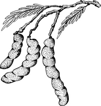Hand drawn Tamarind (Tamarindus indica). Vector engraving illustration.