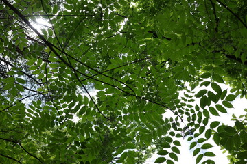 里山の景色　初夏の日差し浴びてすくすく成長するヤマウルシ