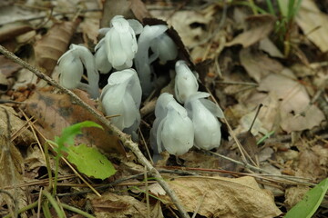 里山の植物　広葉樹林の落ち葉の林床に咲くギンリョウソウ