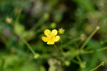 Wooly buttercup flower