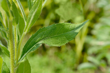 Gloriosa Daisy Irish Eyes leaves