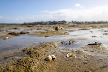 Île Callot - Carantec - Frankreich Bretagne 5