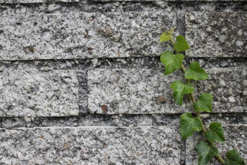 a green ivy shoot climbs up a gray brick wall