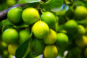 green apples on tree