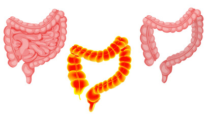 Illustrations of intestines and large bowel isolated on white