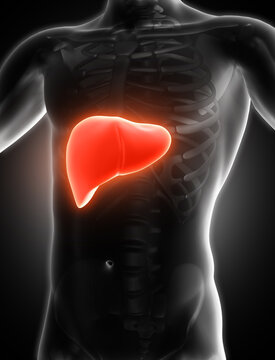 3D render of a medical image of a male figure with liver highlighted