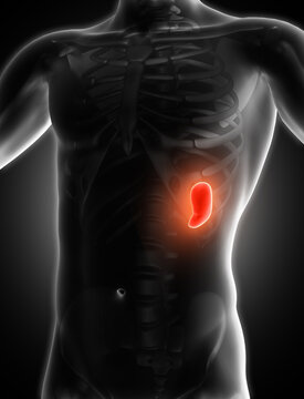 3D render of a medical image of a male figure with spleen highlighted