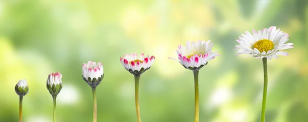 Schilderijen op glas Blooming stages of beautiful daisy flower on blurred background © New Africa