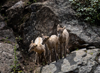 Naklejka premium Baby Bighorns
