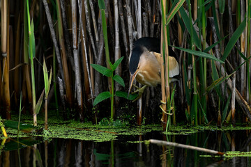 Little bittern // Zwergdommel (Ixobrychus minutus) 