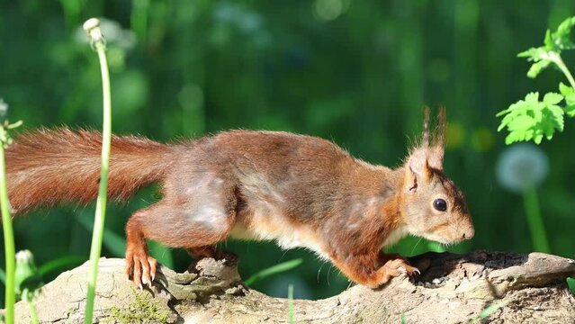 Eichh&ouml;rnchen (Sciurus vulgaris)  am Futter