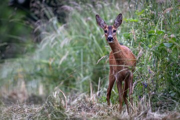 Sarna © Sporywildlife