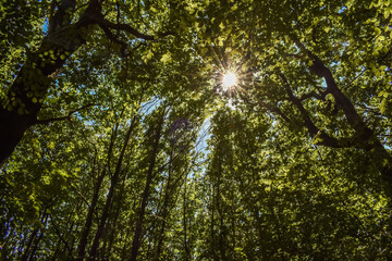 Fototapeta na wymiar looking up at treetops summer springtime green forest woodland trees with sun shining through tree leaves