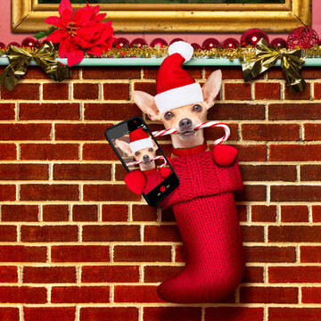 chihuahua dog  inside xmas stockings or socks, for christmas holidays hanging at the wall of chimney , taking a selfie wit smartphone