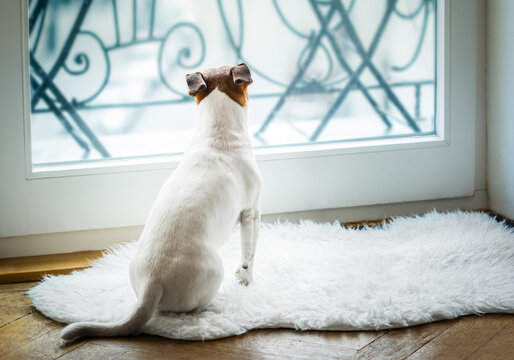Jack russell dog missing and thinking about the past and future s , watching out of the window