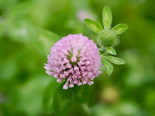 野原に咲くムラサキツメクサの花と蕾のアップ