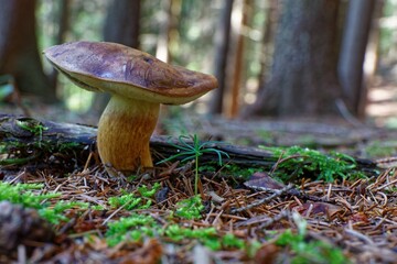 Imleria badia (bay bolete) edible mushroom growing in the forest.