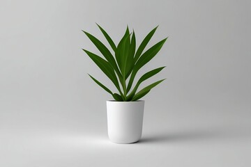 a plant in white background