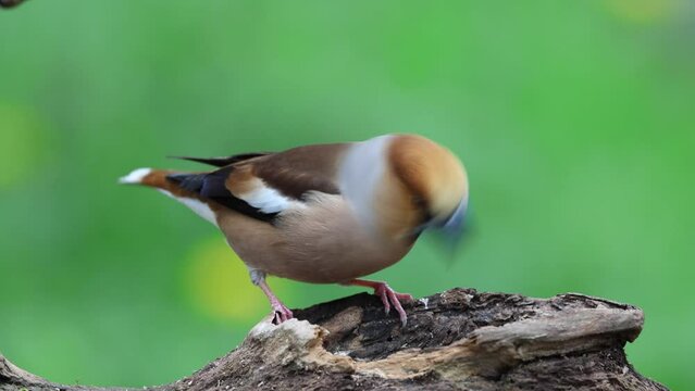 Kernbei&szlig;er&nbsp;(Coccothraustes coccothraustes) 