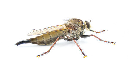 Robber fly Isolated on white background.  Proctacanthus longus a species in Florida.  Extremely detailed macro closeup showing hairs and bristles on legs and face. Side back profile view