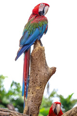 The red macaw parrot bird in garden