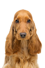 Portrait of beautiful young brown English cocker spaniel dog isolated over white background....