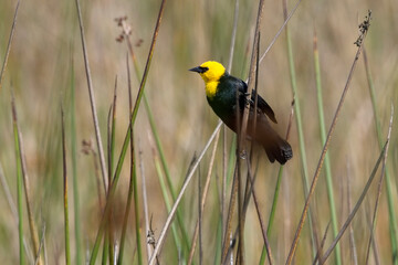 Yellow-hooded Blackbird (Chrysomus icterocephalus), perched at top of a reed, La Florida, Bogota, Colombia.