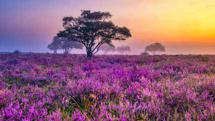 A blooming heather field in the Netherlands near Hilversum Veluwe Zuiderheide, blooming pink purple heather fields in the morning with mist and fog during sunrise Netherlands Europe