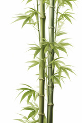 Fototapeta premium bamboo or bamboo shoots