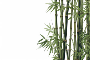 Fototapeta premium bamboo or bamboo shoots