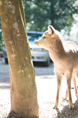 奈良 春日大社の駐車場に暮らす野生の子鹿