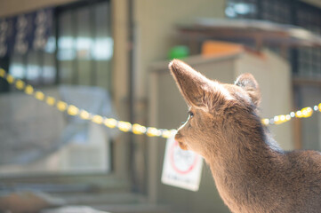 奈良 春日大社に暮らす可愛らしい野生の子鹿