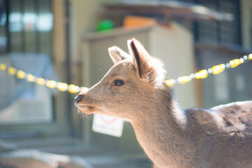 奈良 春日大社に暮らす可愛らしい野生の子鹿 - obrazy, fototapety, plakaty