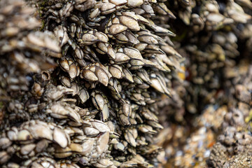 Percebes, Entenmuscheln - 3
