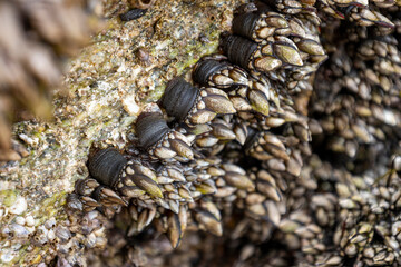 Percebes, Entenmuscheln - 2