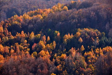 Fototapeta na wymiar Autumn color trees and countryside landscape.