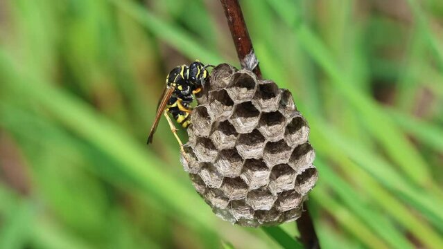 Feldwespe, K&ouml;nigin am Nest