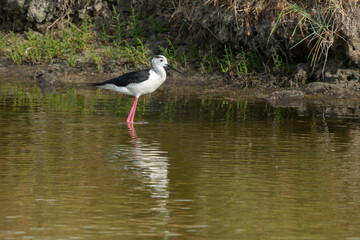 Echasse blanche,.Himantopus himantopus, Black-winged Stilt